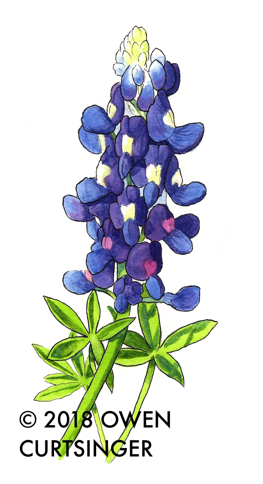 Lupinus texensis 2 copy.jpg