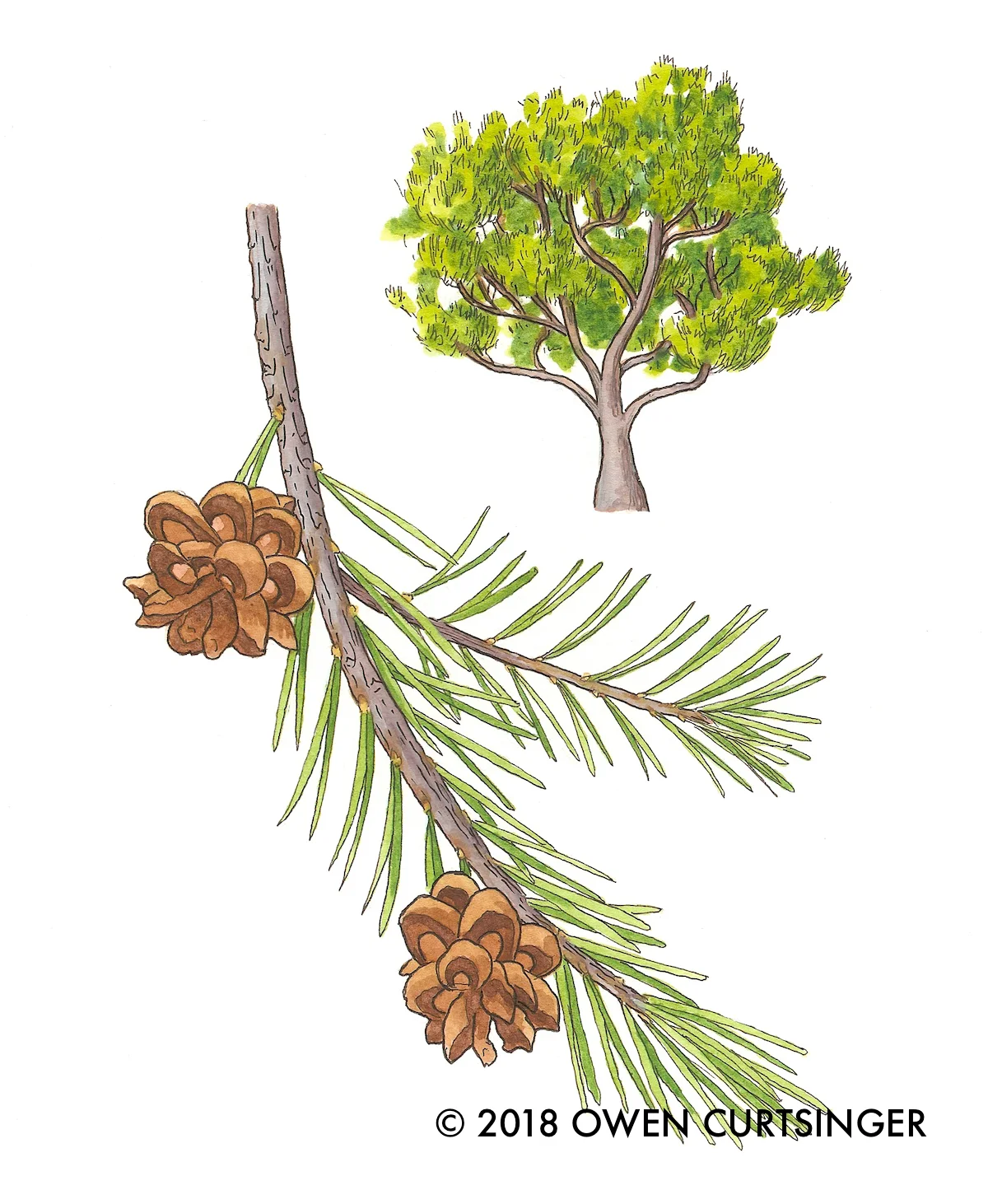 Pinus edulis 2 copy.jpg