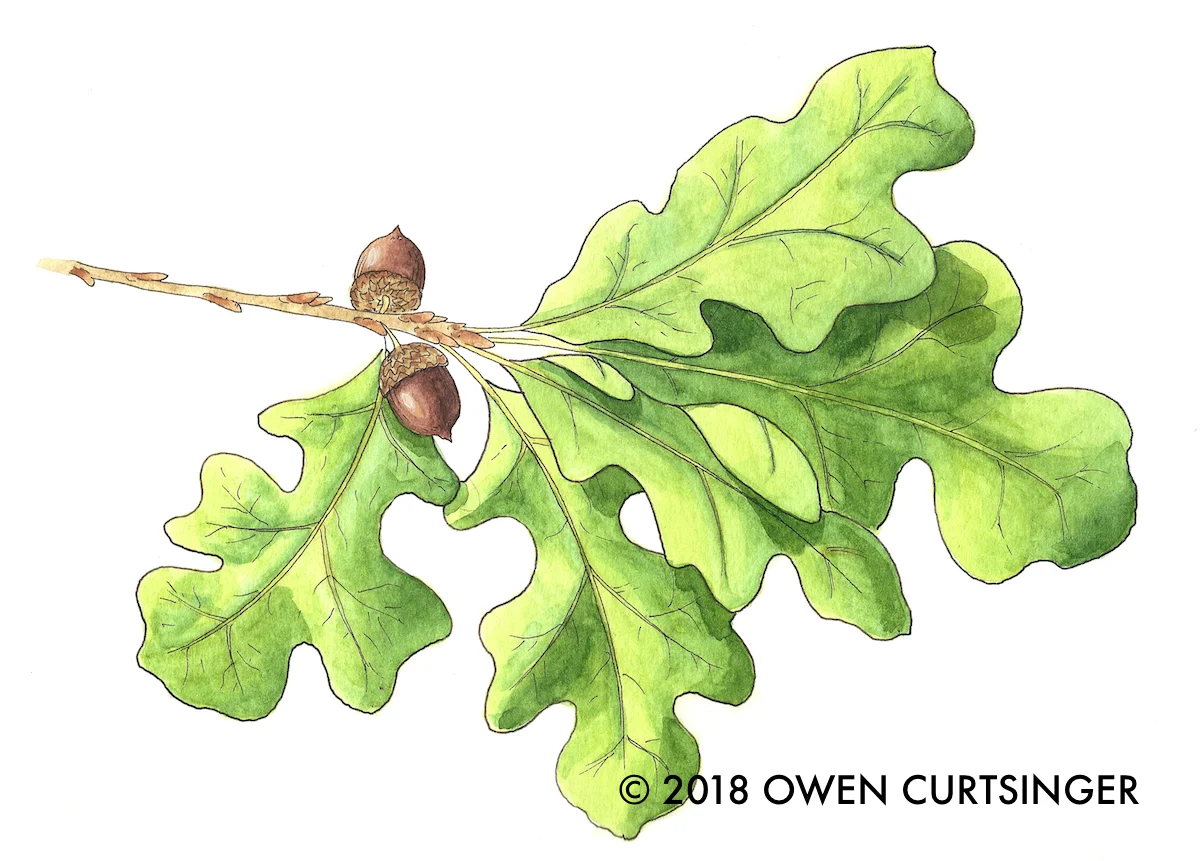 Quercus stellata 2 copy.jpg
