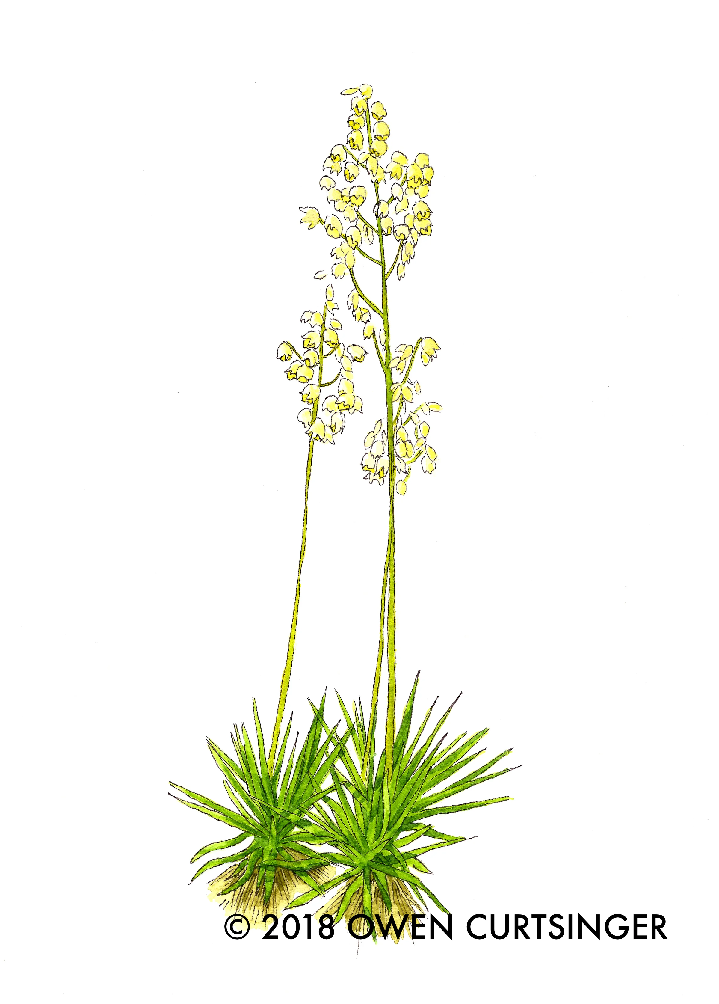 Yucca 2 copy.jpg
