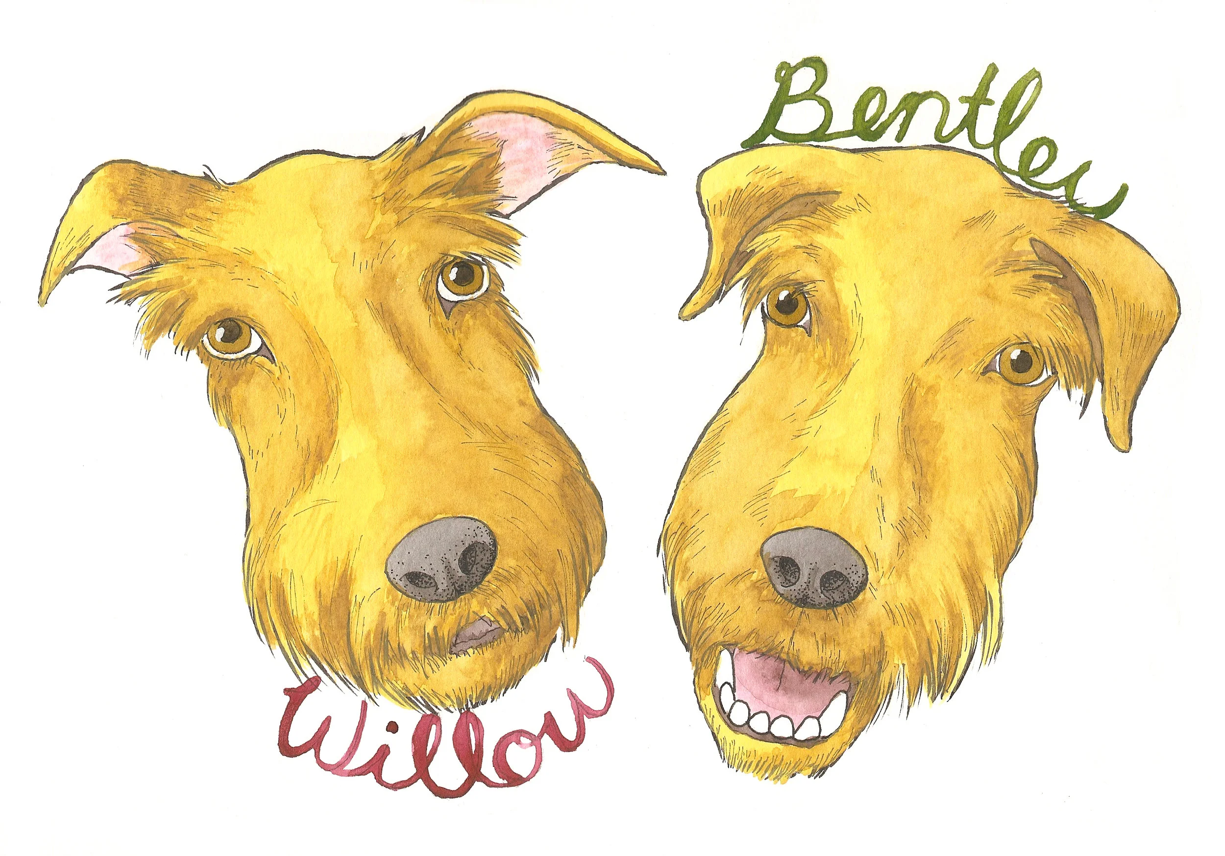 Willow and Bentley 2.jpg