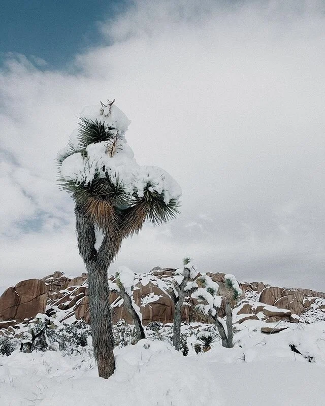 Freak winter storm or not, the desert provided some much needed inspiration a couple of months ago. Some of that inspiration will make it to you soon. 🌵❄️☀️