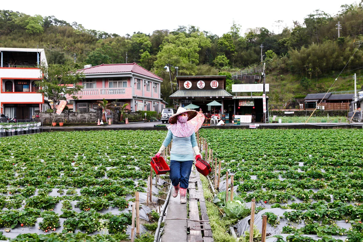 Taiwan_StrawberryPicking_9.jpg