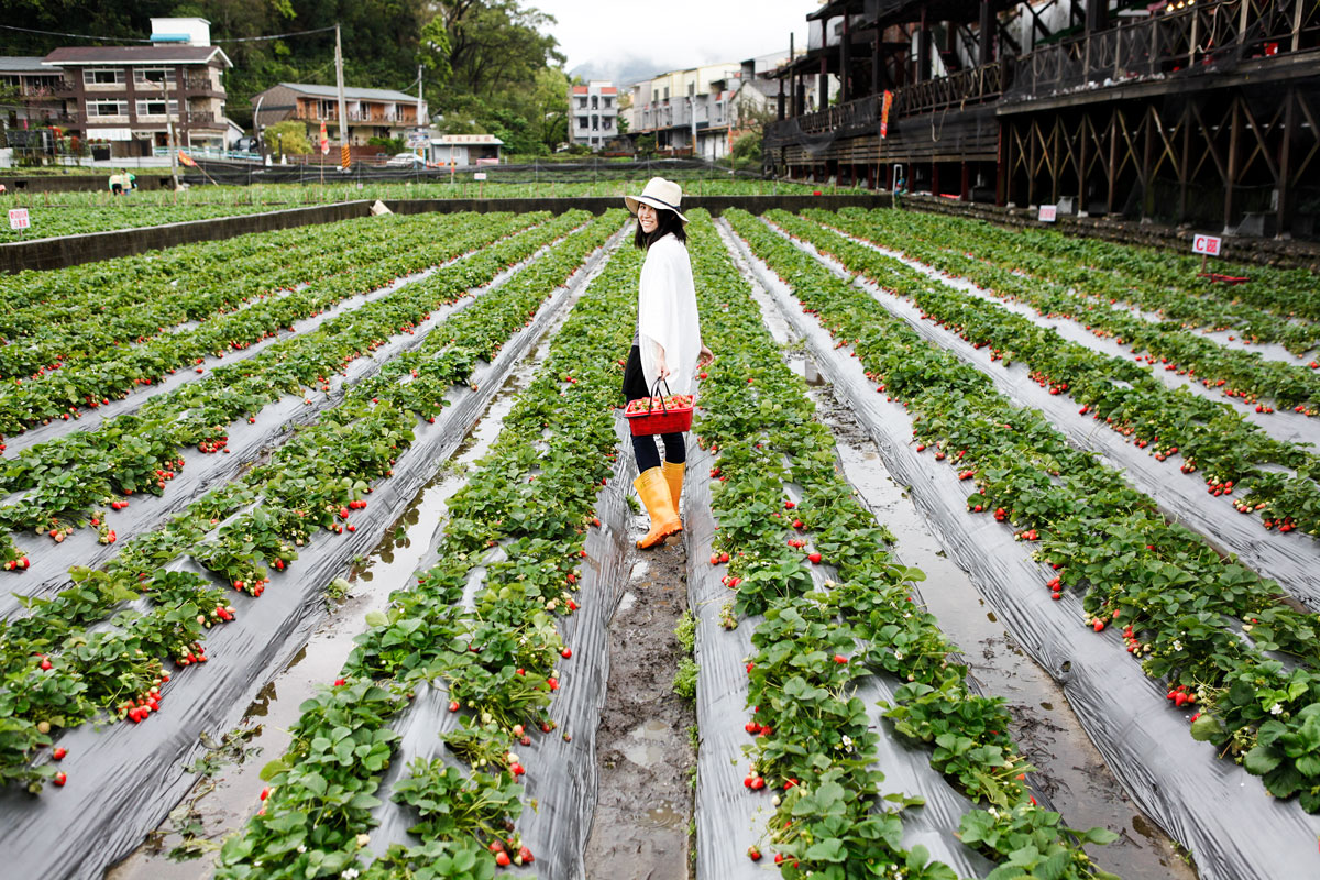 Taiwan_StrawberryPicking_1.jpg