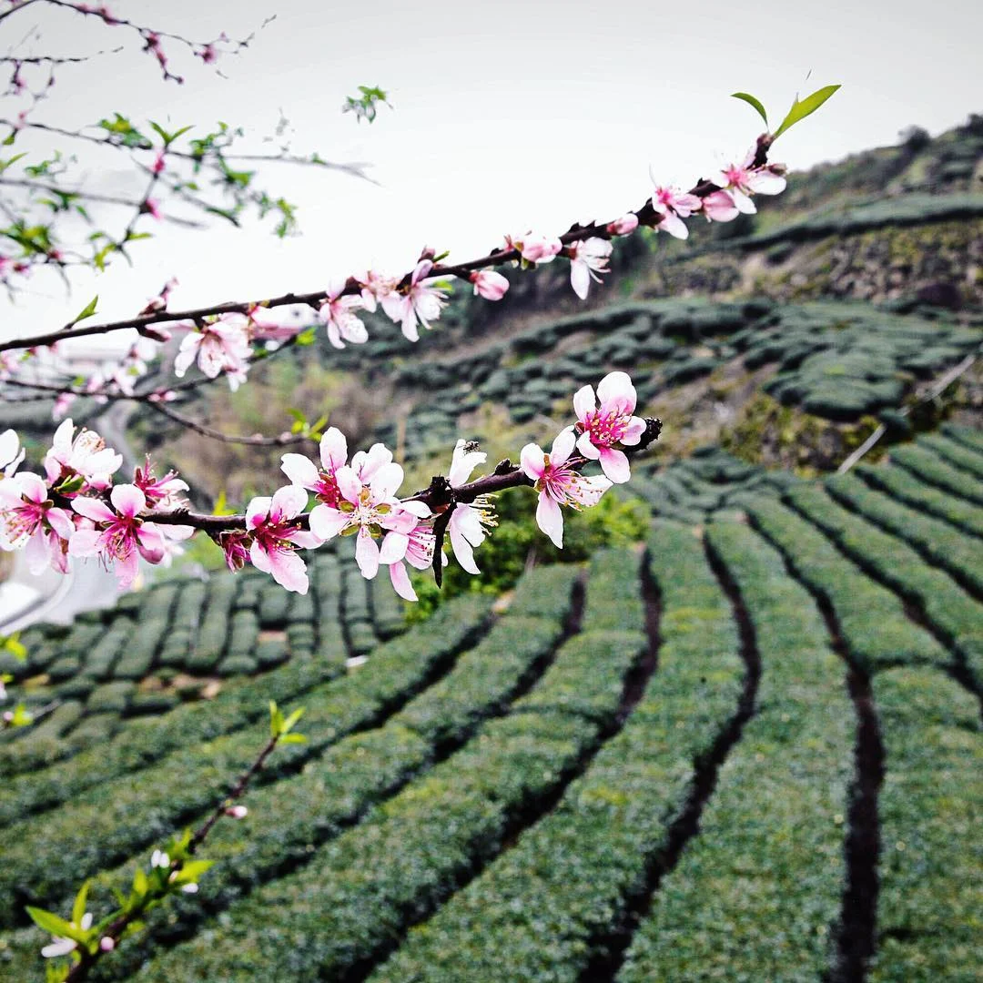 NomadicFare_Taiwan_01.jpg