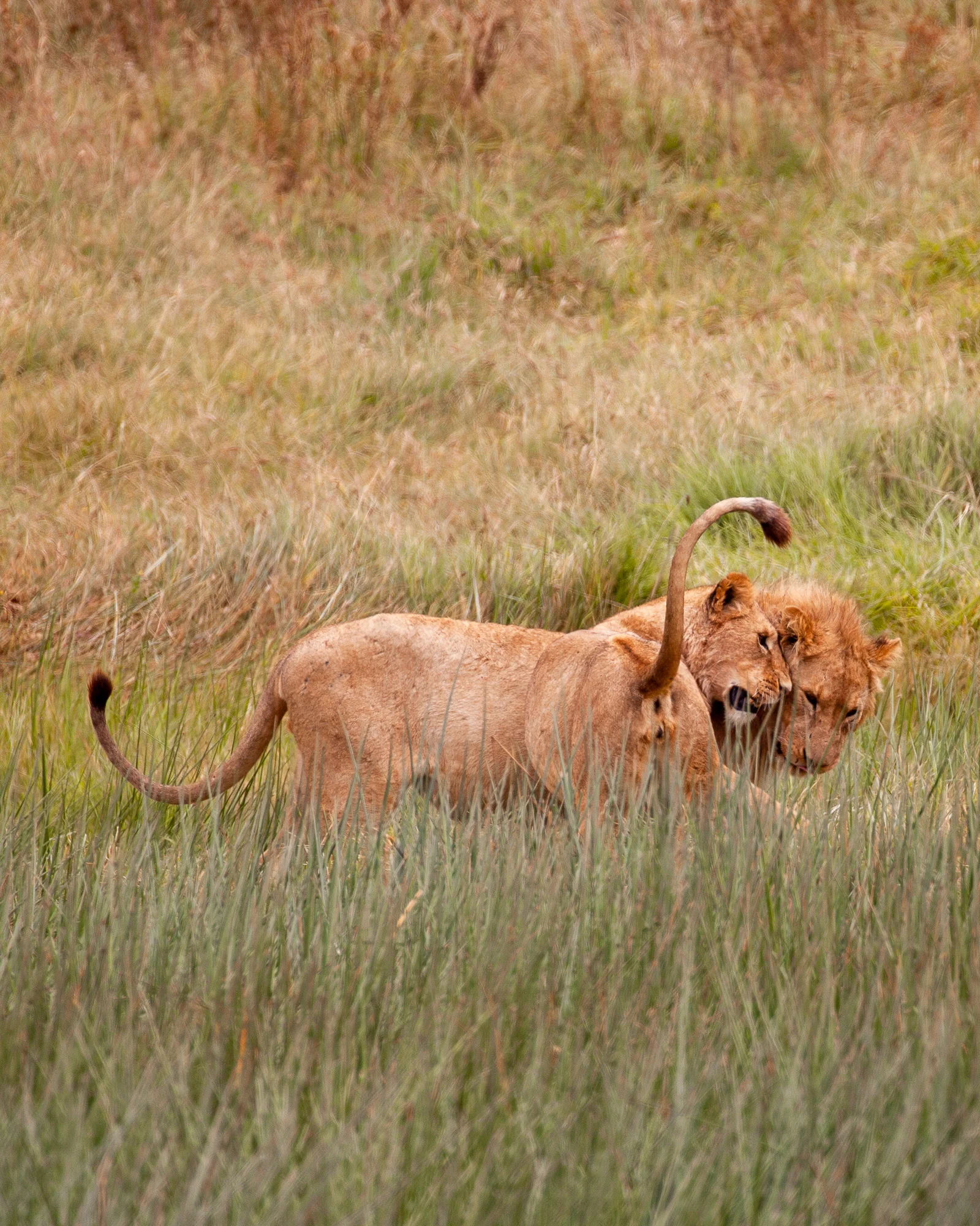 NomadicFare_tanzania_GAdventures07.jpg