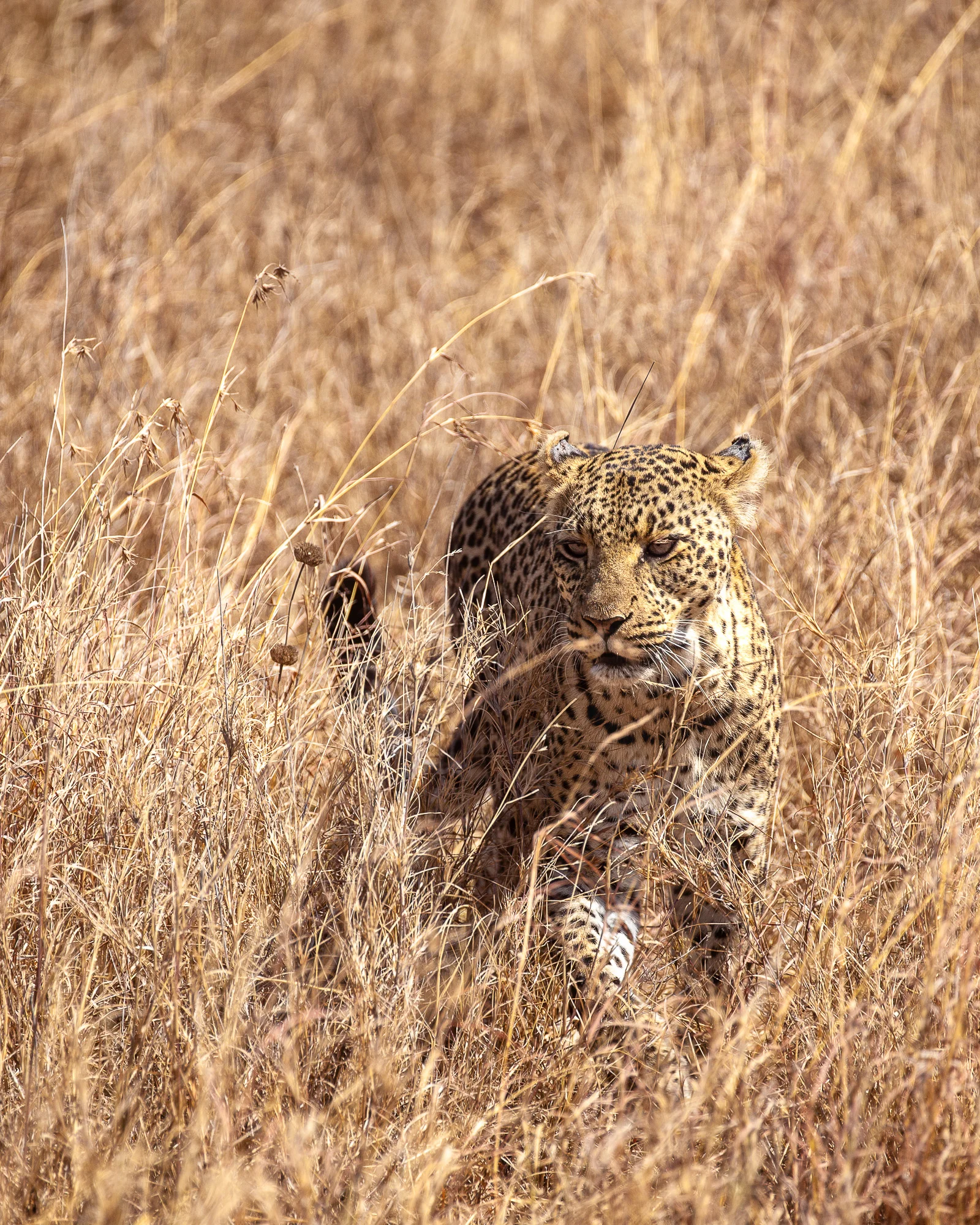 NomadicFare_tanzania_GAdventures03.jpg