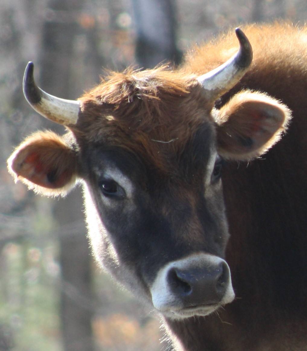 Meet kind and friendly, young Equinox who is known for his habit of caretaking of elders. Photo courtesy of VINE Sanctuary