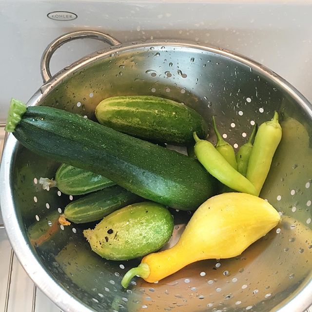 Yesterday&rsquo;s haul...peppers, yellow squash, cucumbers and zucchini. I swear the zuchs grow this big over night. They&rsquo;re nuts!! I spiraled it with the other 2 I had waiting and saut&eacute;ed in olive oil, garlic and pesto for dinner. Maggi