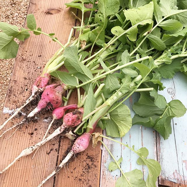 These radishes are very spicy. So spicy that I don&rsquo;t even know how we should eat them!
#radishes #vegetablegarden #gardening #vegetables #raisedbedgarden #raisedgardenbeds #hancockhousetx