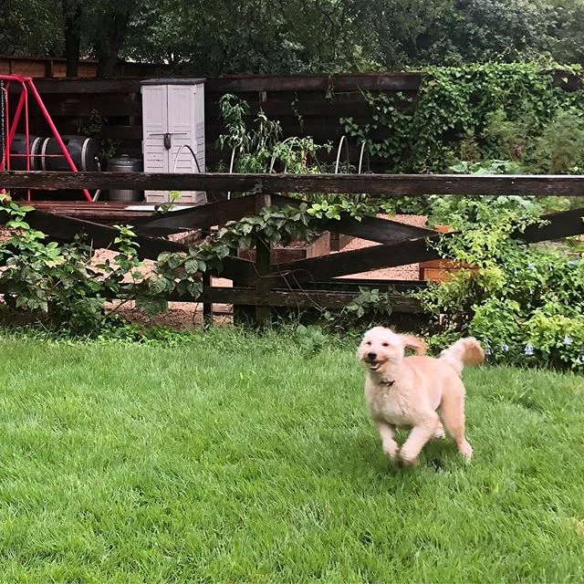 The pure joy on his face after a successful bm...I can&rsquo;t even. #goldendoodlesofinstagram #goldendoodles #lonestardoodles