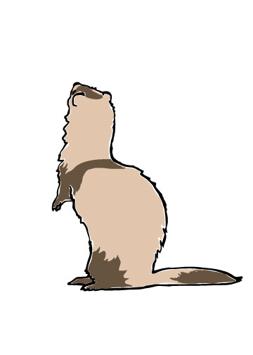 Ferret