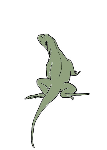 Iguana