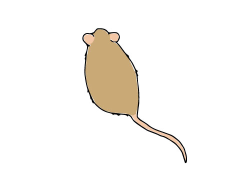 Mouse