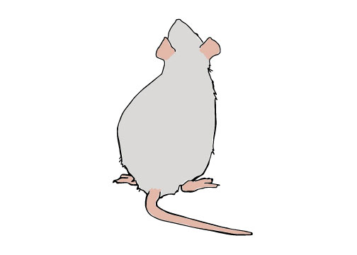 Rat