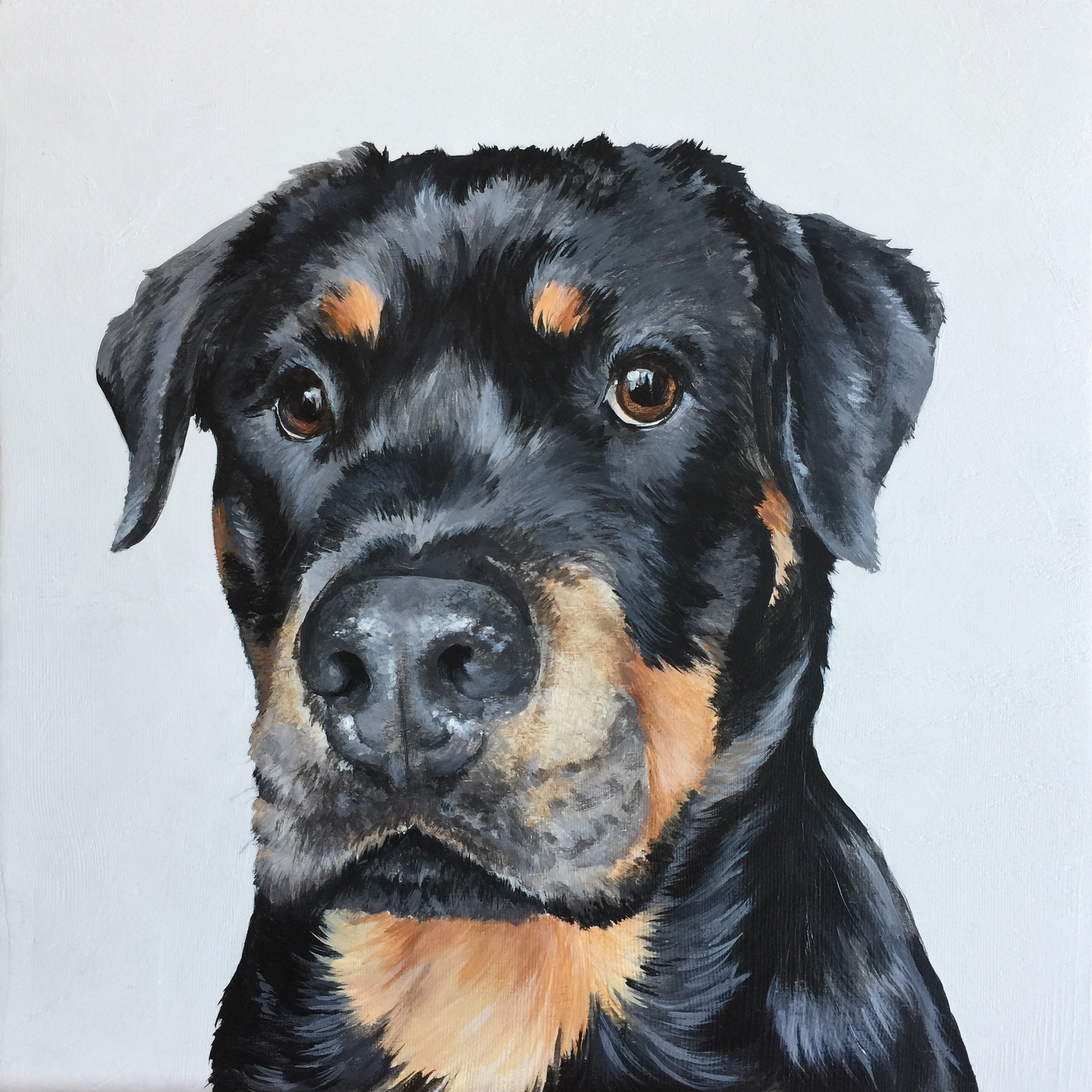  Brody the Rottie - commissioned by Susie 
