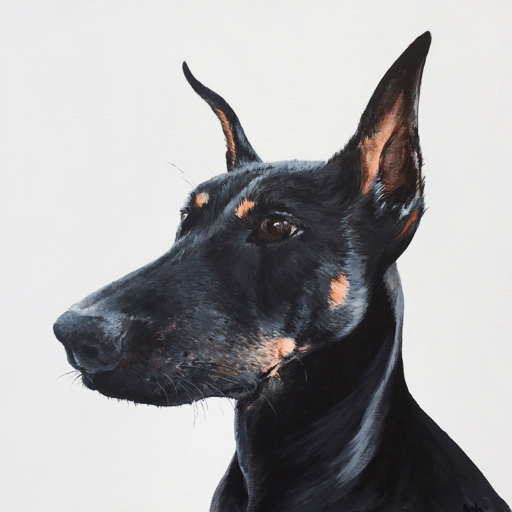  Piper the Doberman - commissioned by Katrina 