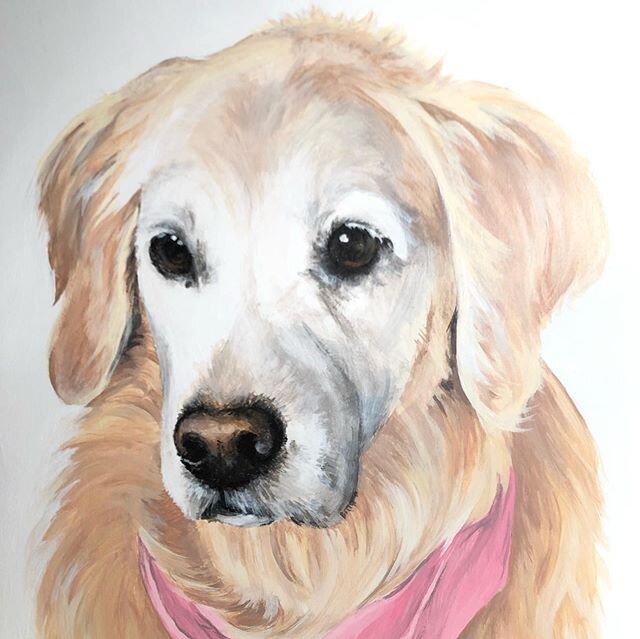 This gorgeous old gal is Faith. I love her endearing white face, she looks so wise. Thank you @jesssieleee for all your commissions over the years! I&rsquo;m getting a lot of practice painting goldens!!! ❣️😊