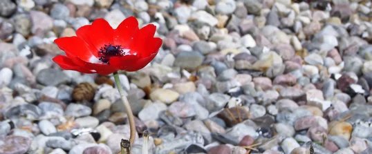 Vulnerability - What happens when you Speak Your Truth?