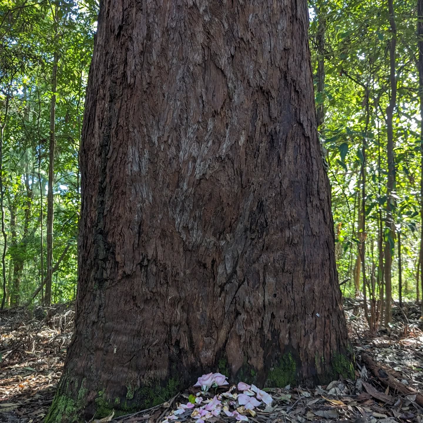 DEVOTION 🌹

Rose petals scattered at the base of this majestic Grandmother tree in gratitude for her untamed beauty, her deeply grounding medicine and the reciprocity we share ❤️

Thank you beloved tree, for taking in what I no longer need and gifti