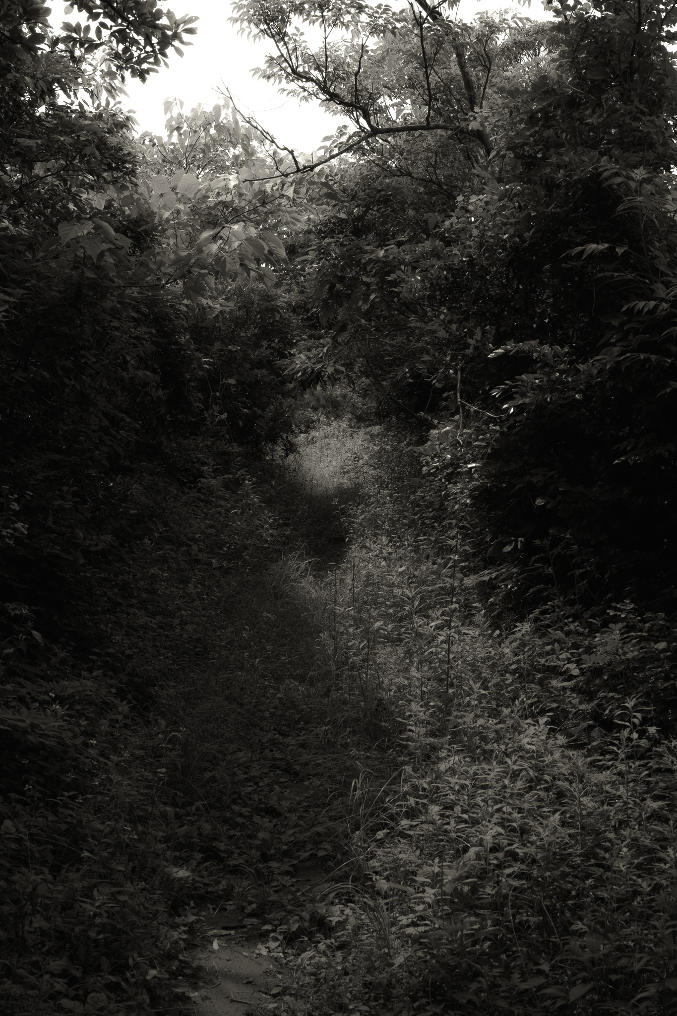 Path through a forest