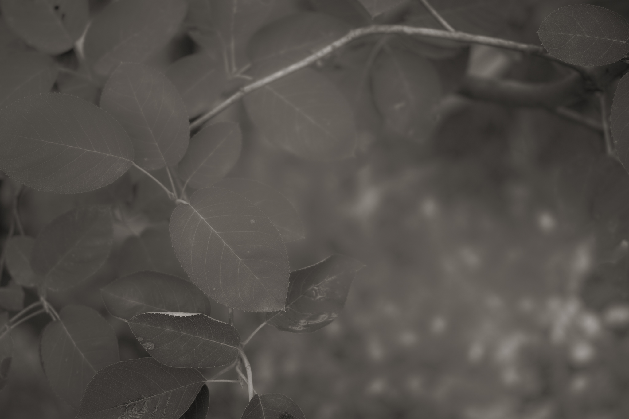 Leaves