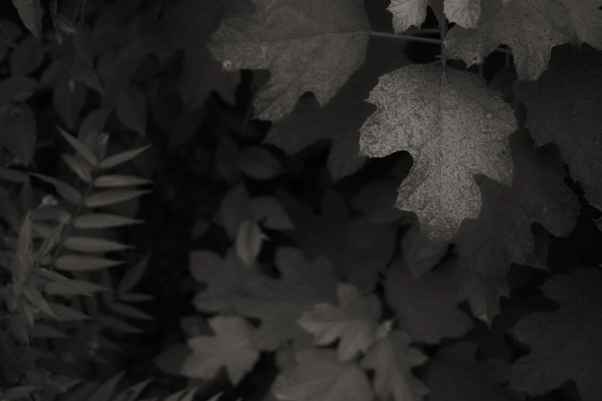 Foliage