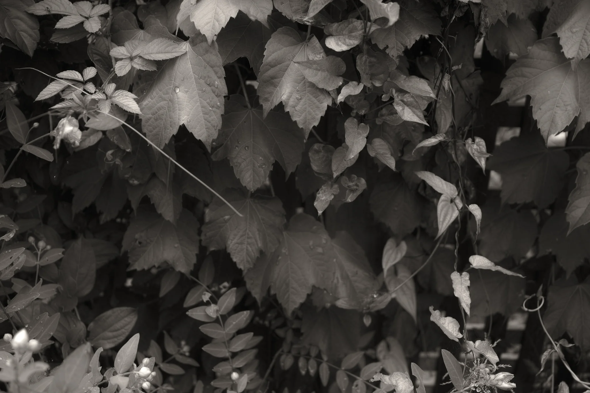Garden fence