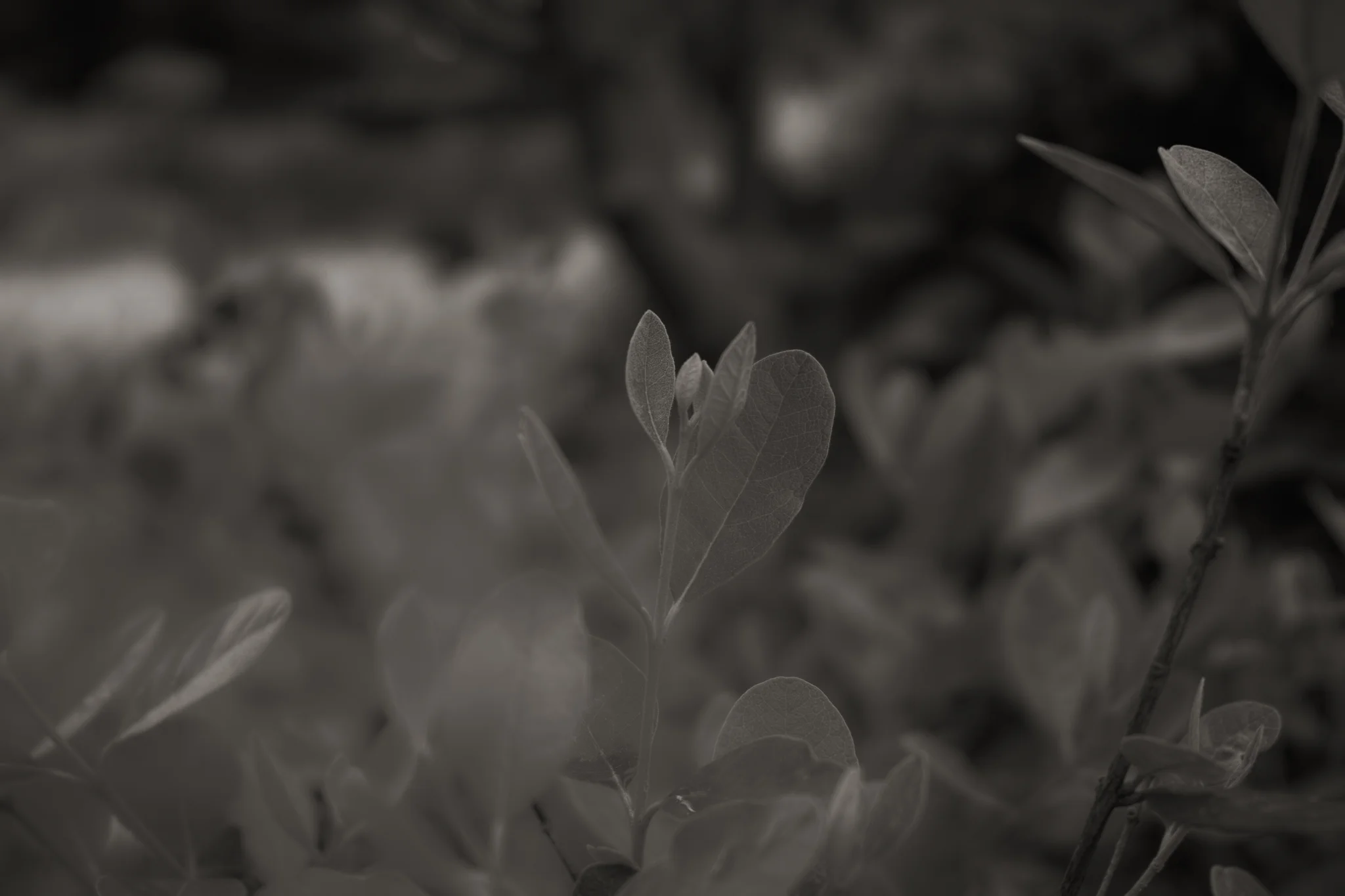 Young leaves