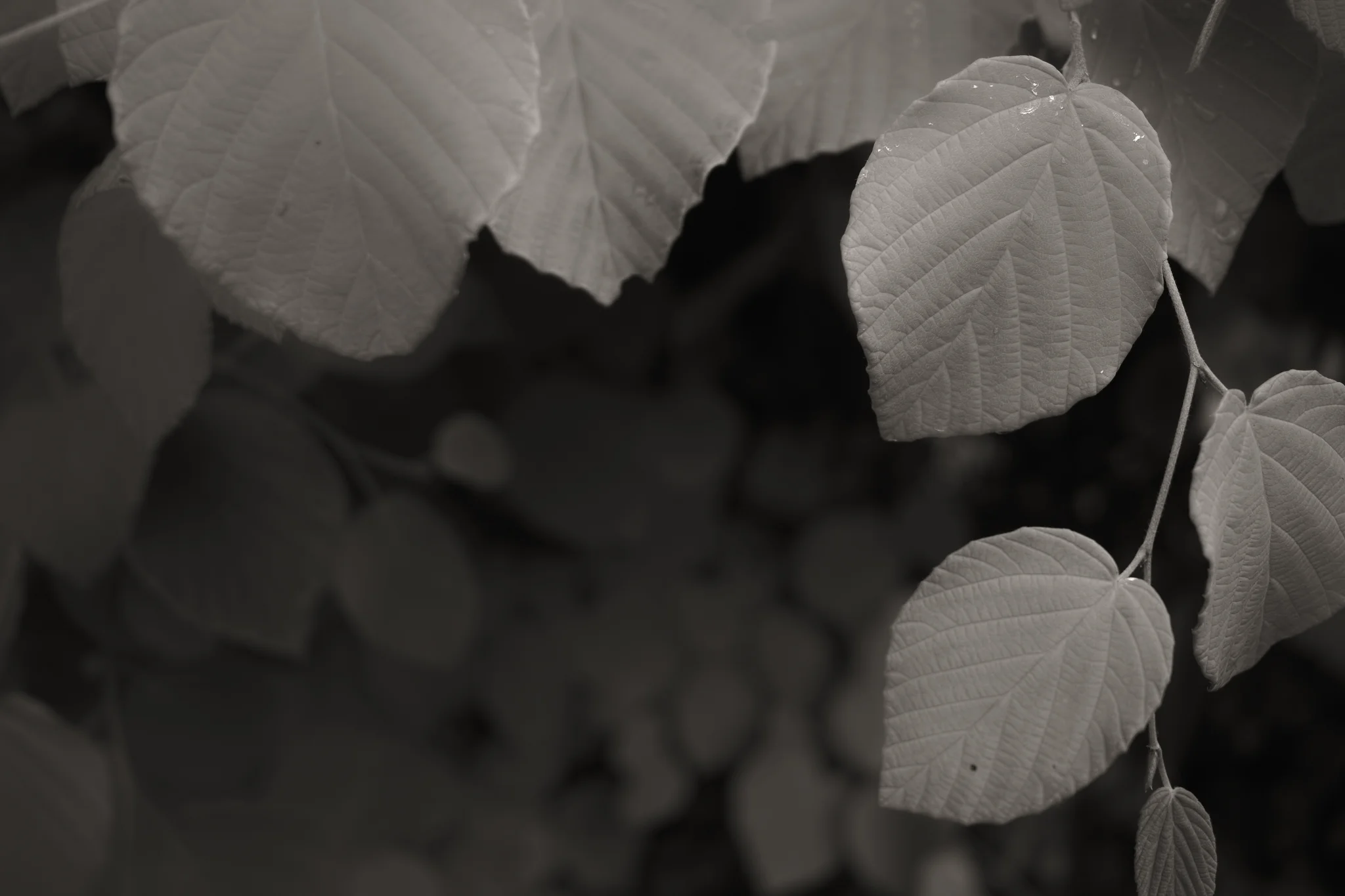 Leaves