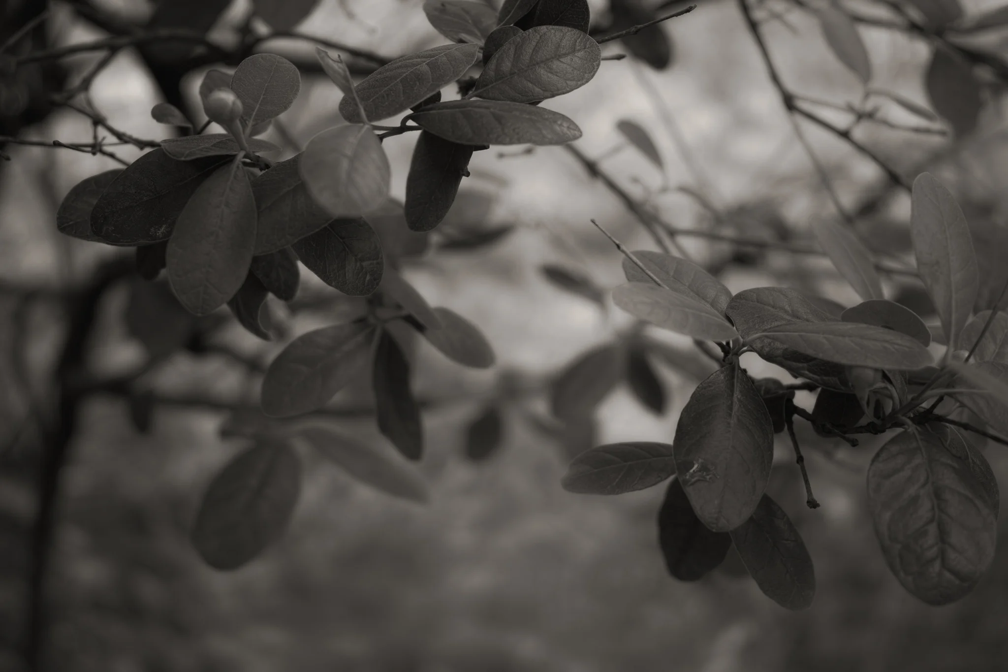 Twig