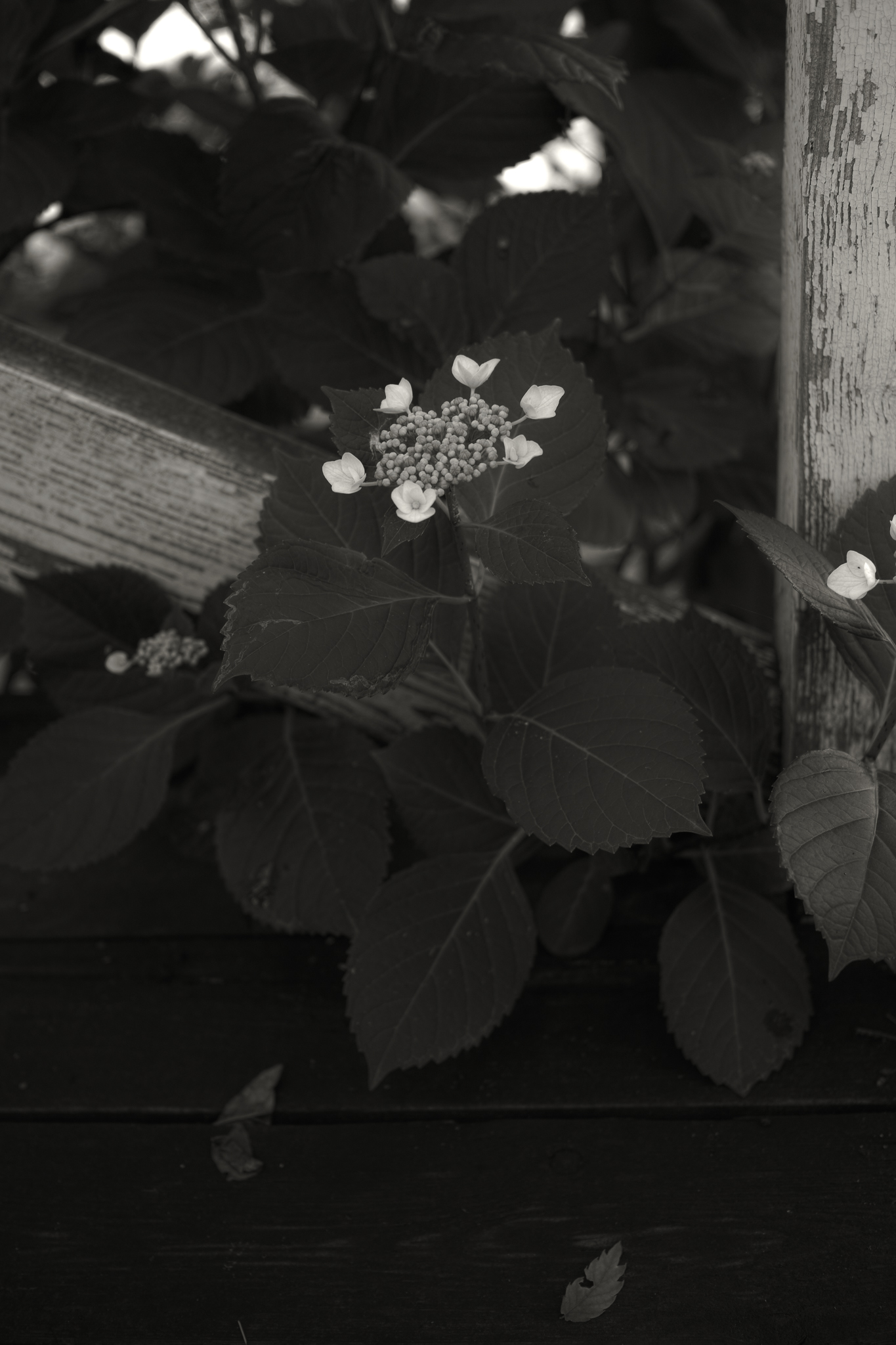 Hydrangea
