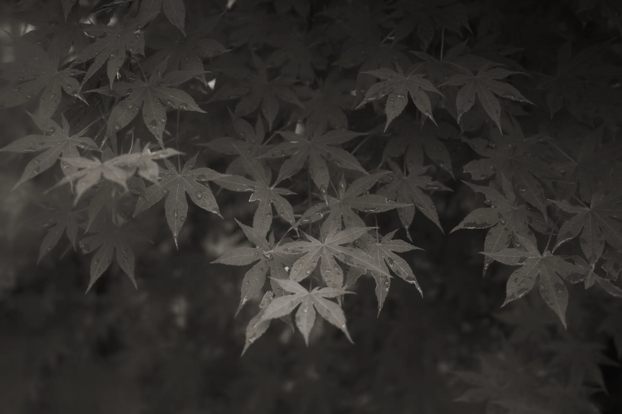 Leaves of rainy season