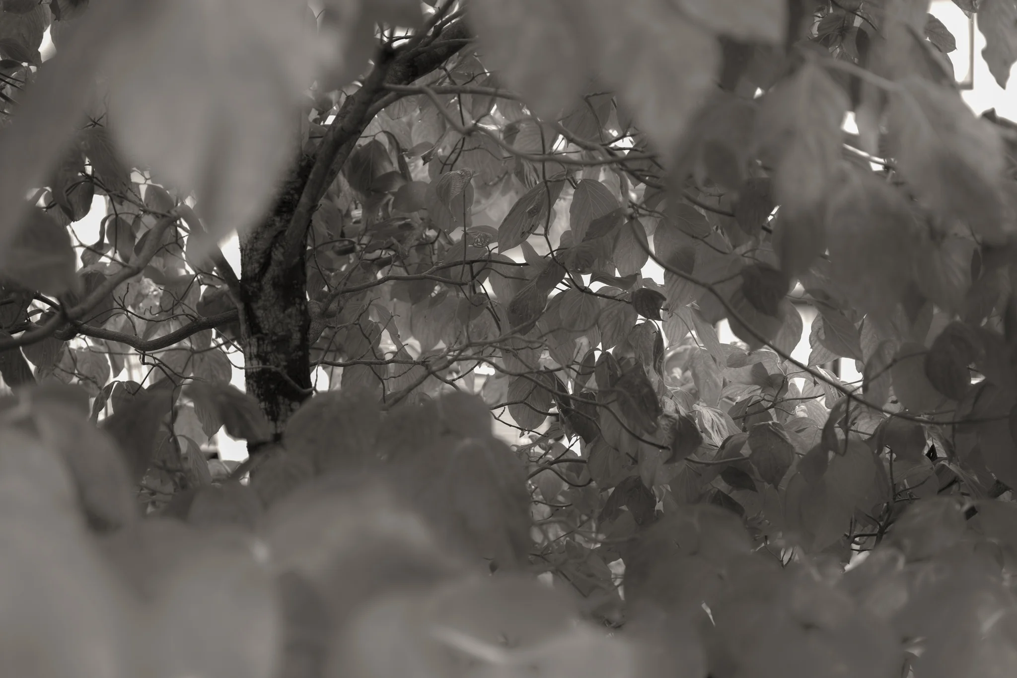 Rustling of leaves