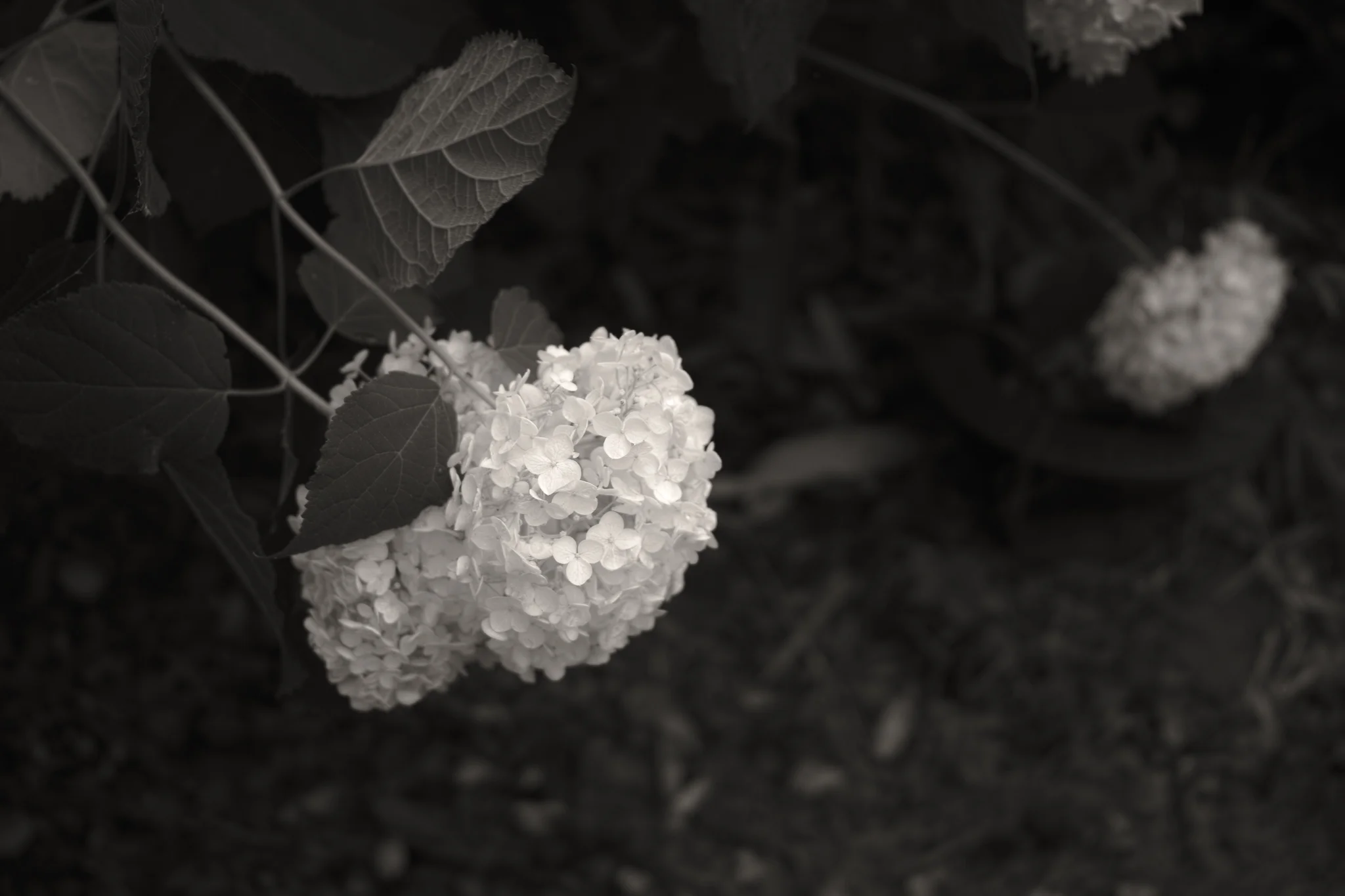Hydrangea