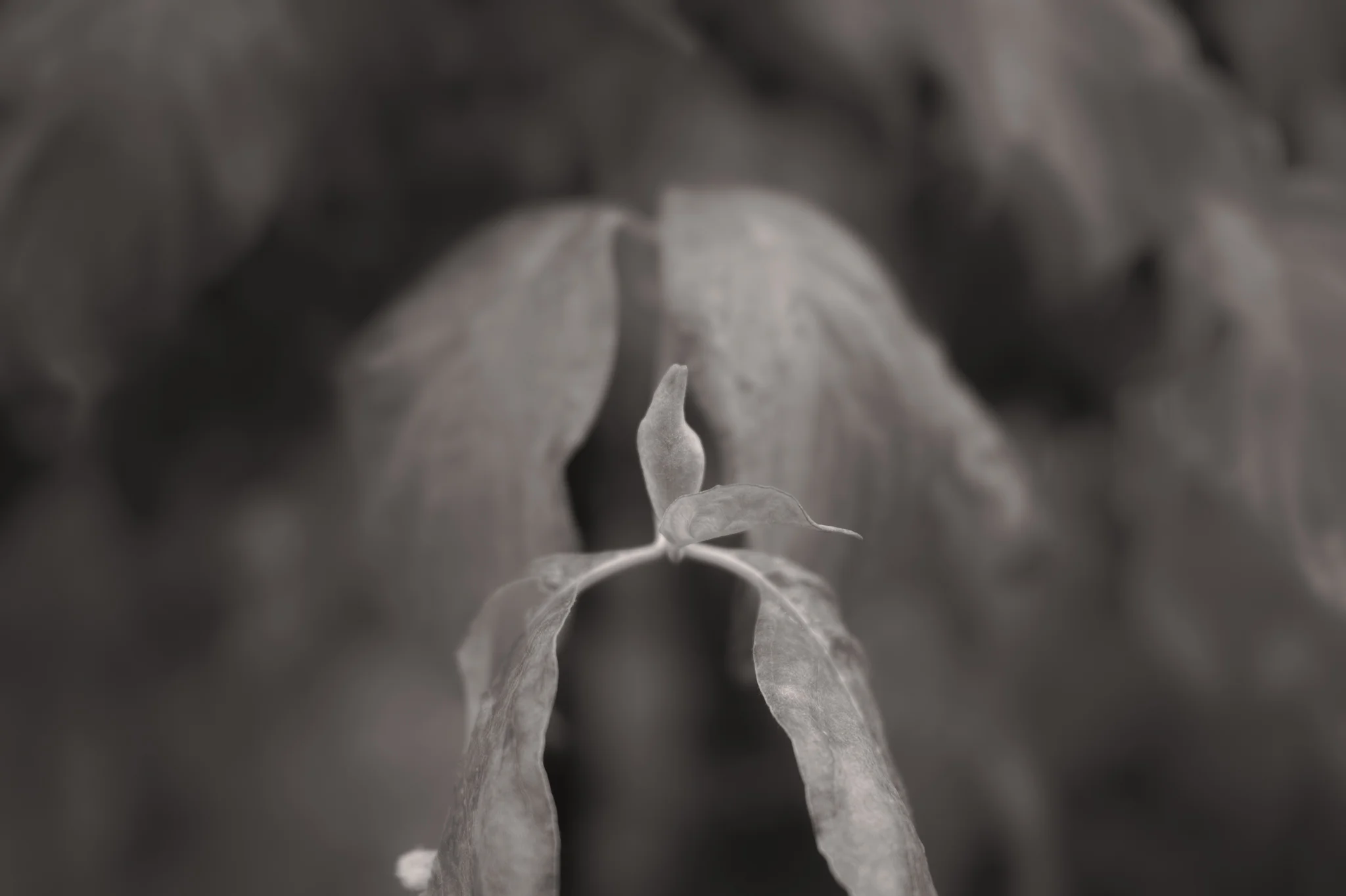Twig point