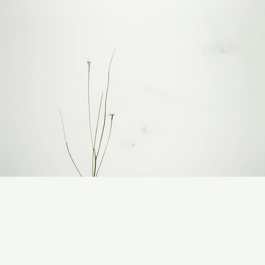 _SDI2721.jpg