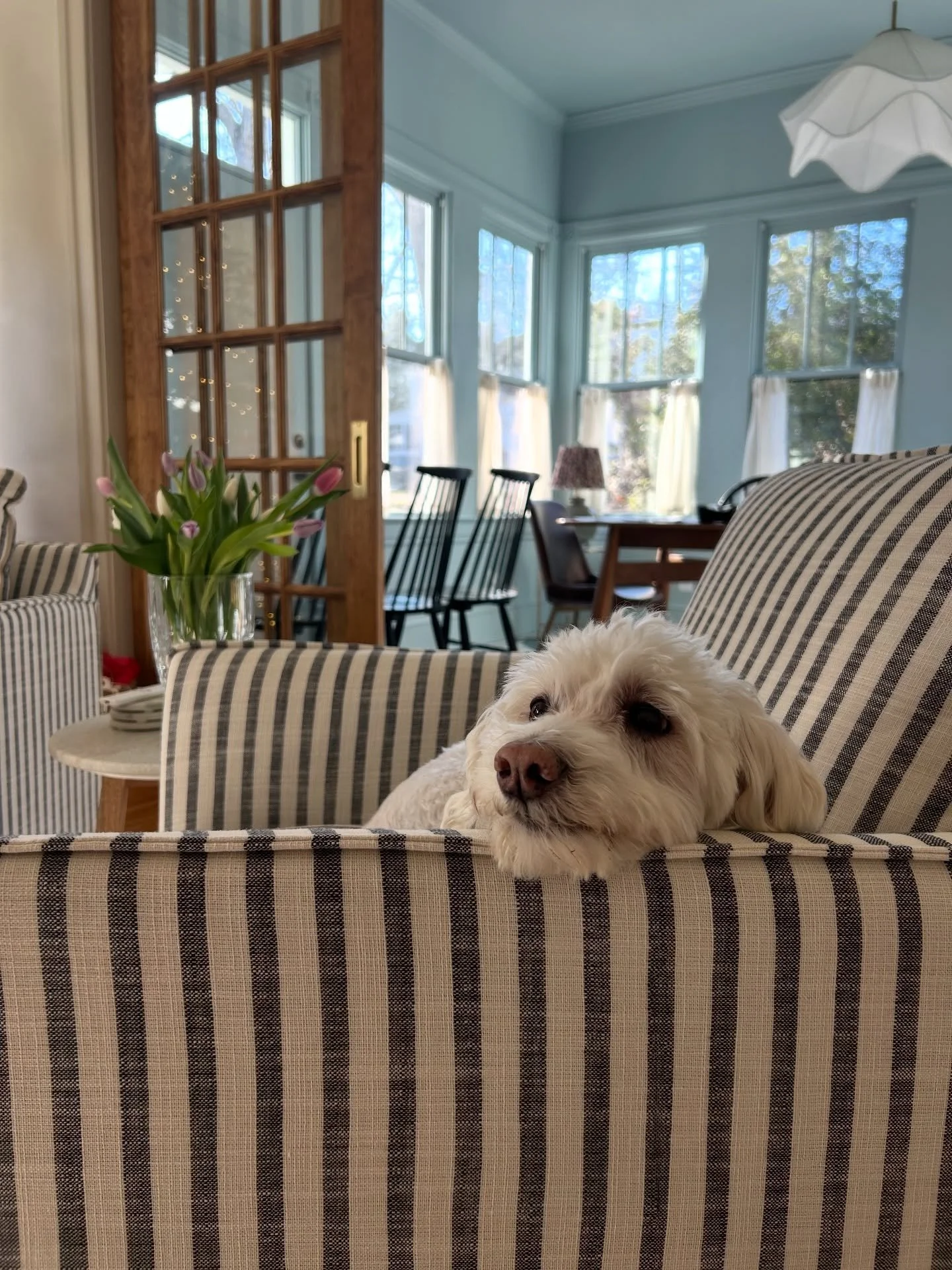we unexpectedly said goodbye our best good boy last week 💔 there really aren&rsquo;t words to describe this heart-broken-wide-open feeling. 

i&rsquo;ll look for you in every breeze, on every walk, under every blanket, and over every rainbow 🌈 

we