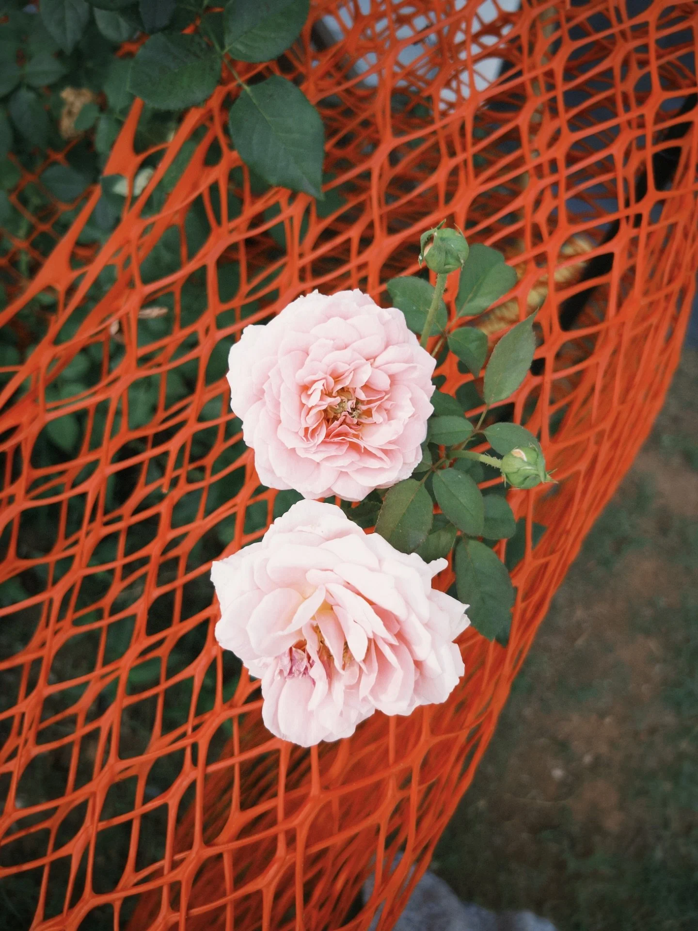 garden roses blooming through the temporary fence and ave maria accompanying the construction 💗

i can&rsquo;t stop thinking about what these little signs mean to me&mdash; but, in the meantime, hope they are both reminders of noticing beauty in une