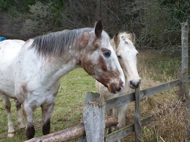 www_paarden2P1010953* kopie.jpg