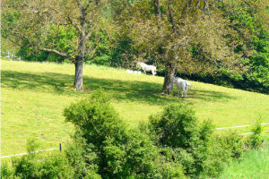 paarden_notenbomen.jpg