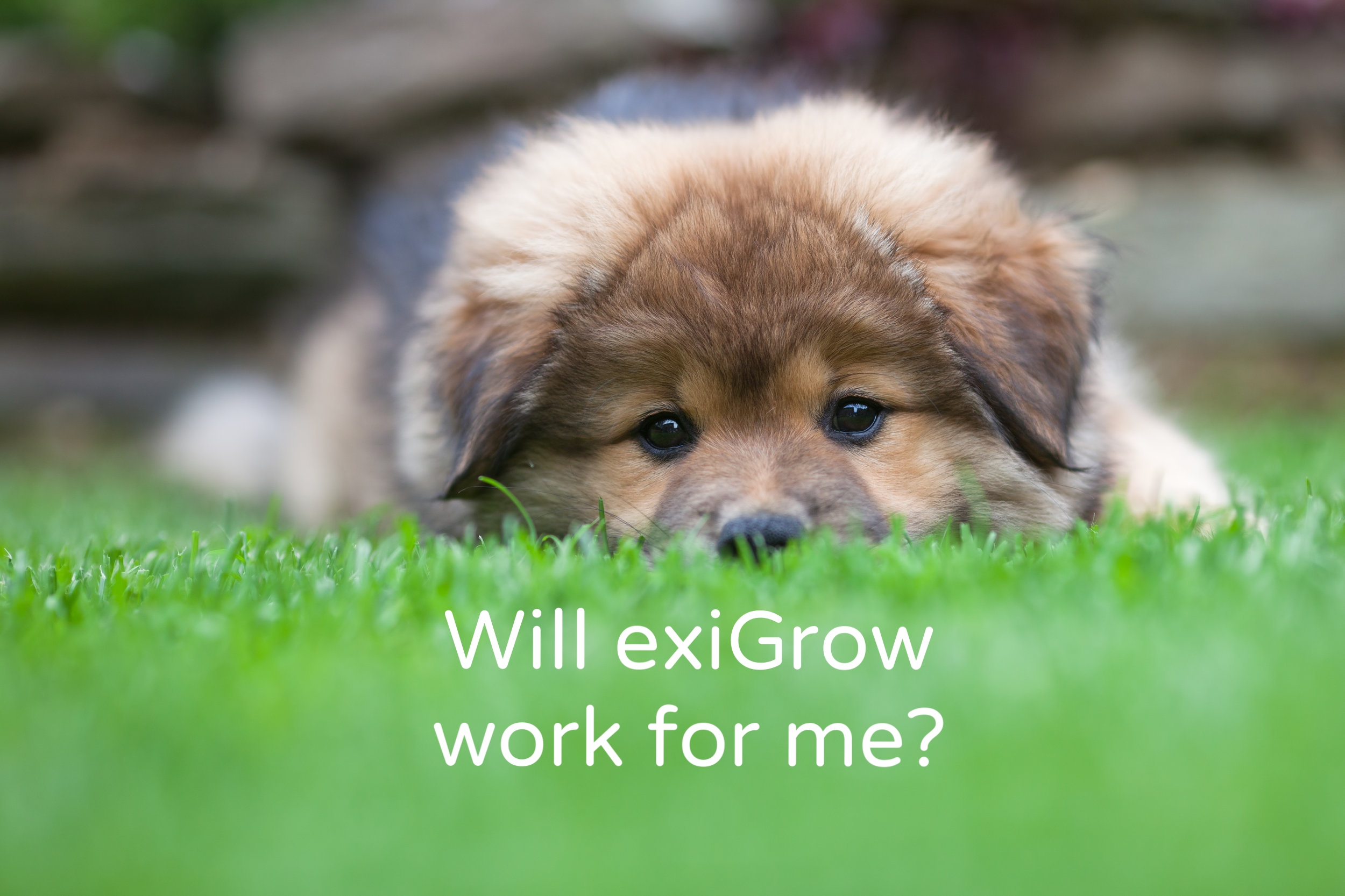 Puppy on grass.jpg