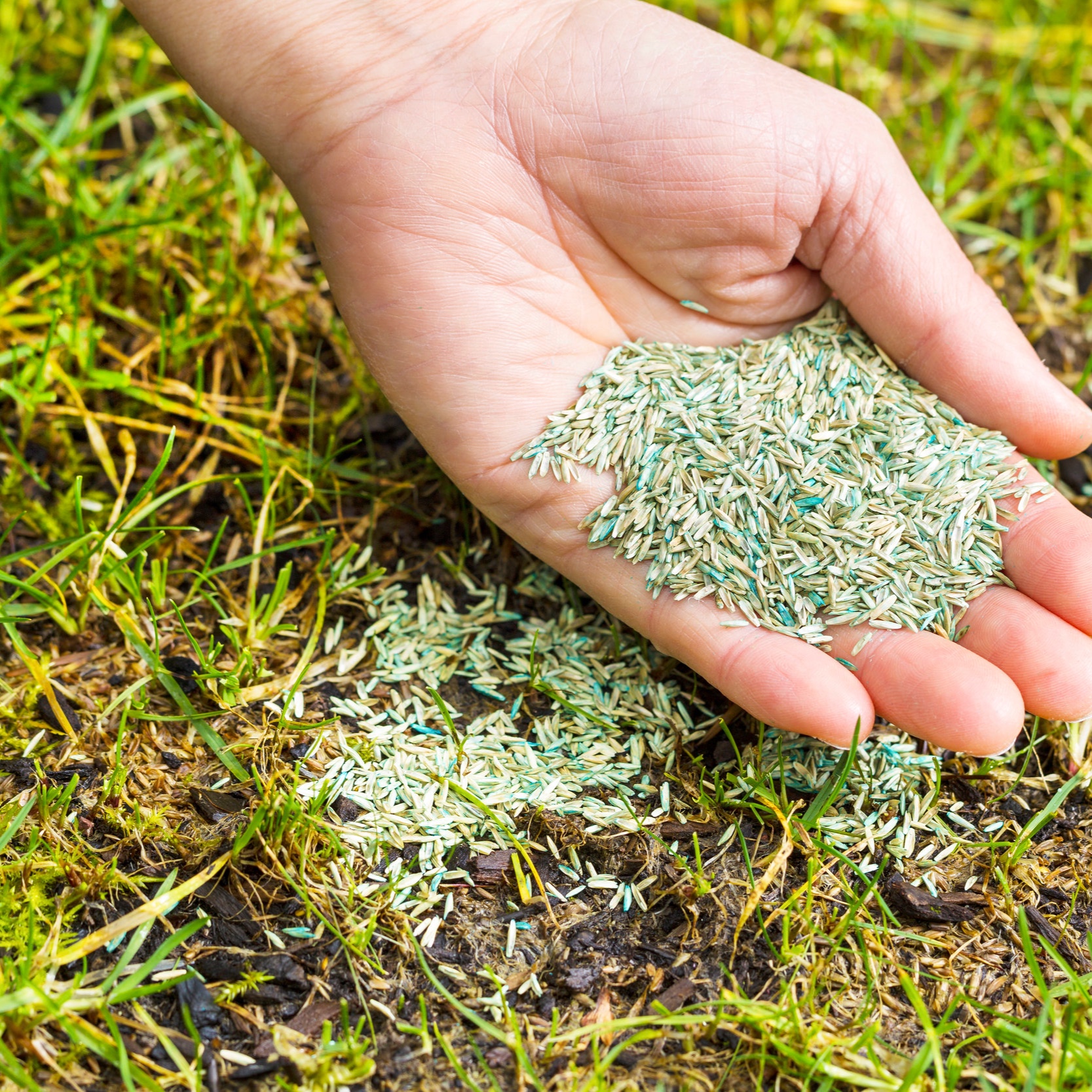 truSpring lawn care seed.jpg