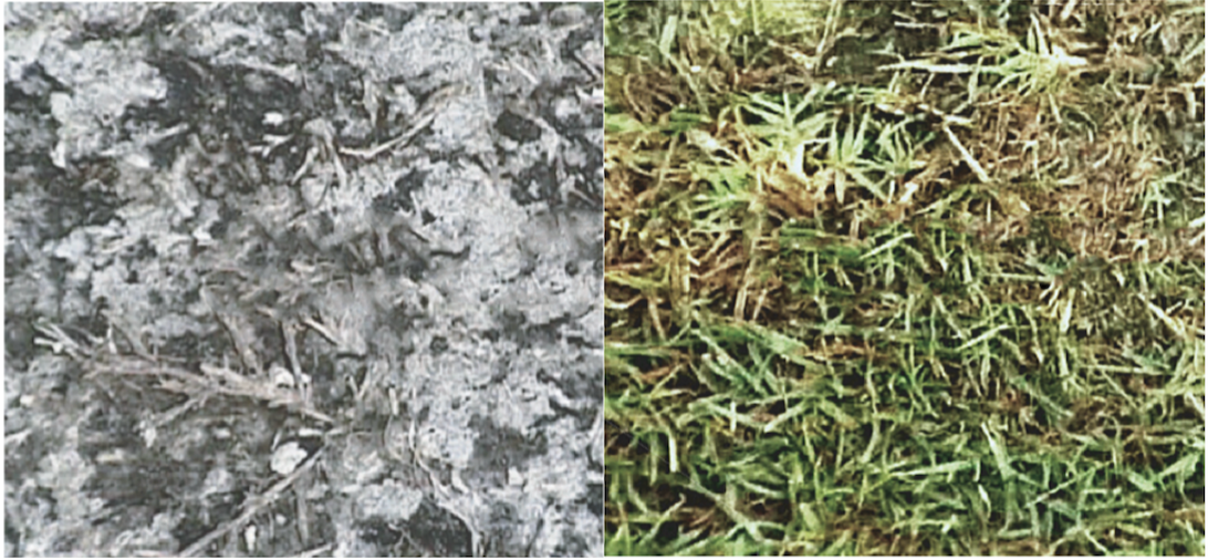 Seminole grass pix.png