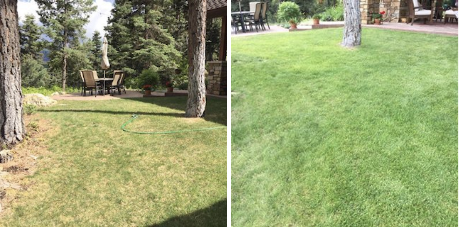 “I started using truSpring in May on an area of my yard that has been an issue for 10 years. I live at 8,500 feet in Colorado and the dirt is shallow and compacted. The first picture is before using truSpring. I have done three applications. Great results!” — Tim, CO