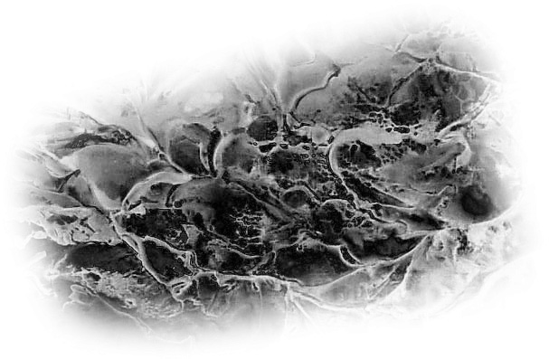 Brush 1 photo definition