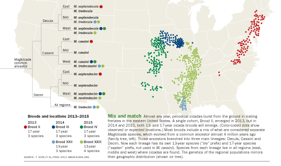 Map of cicada broods