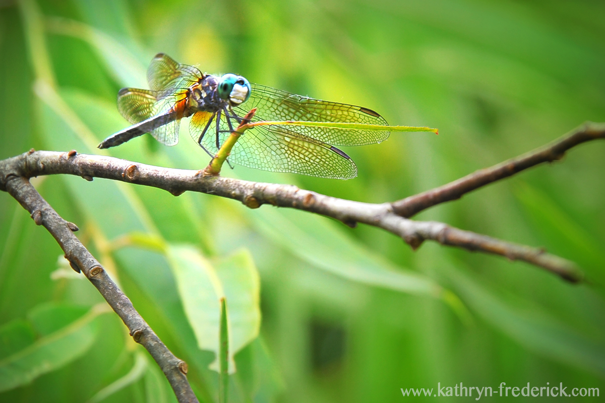 rainbow wings