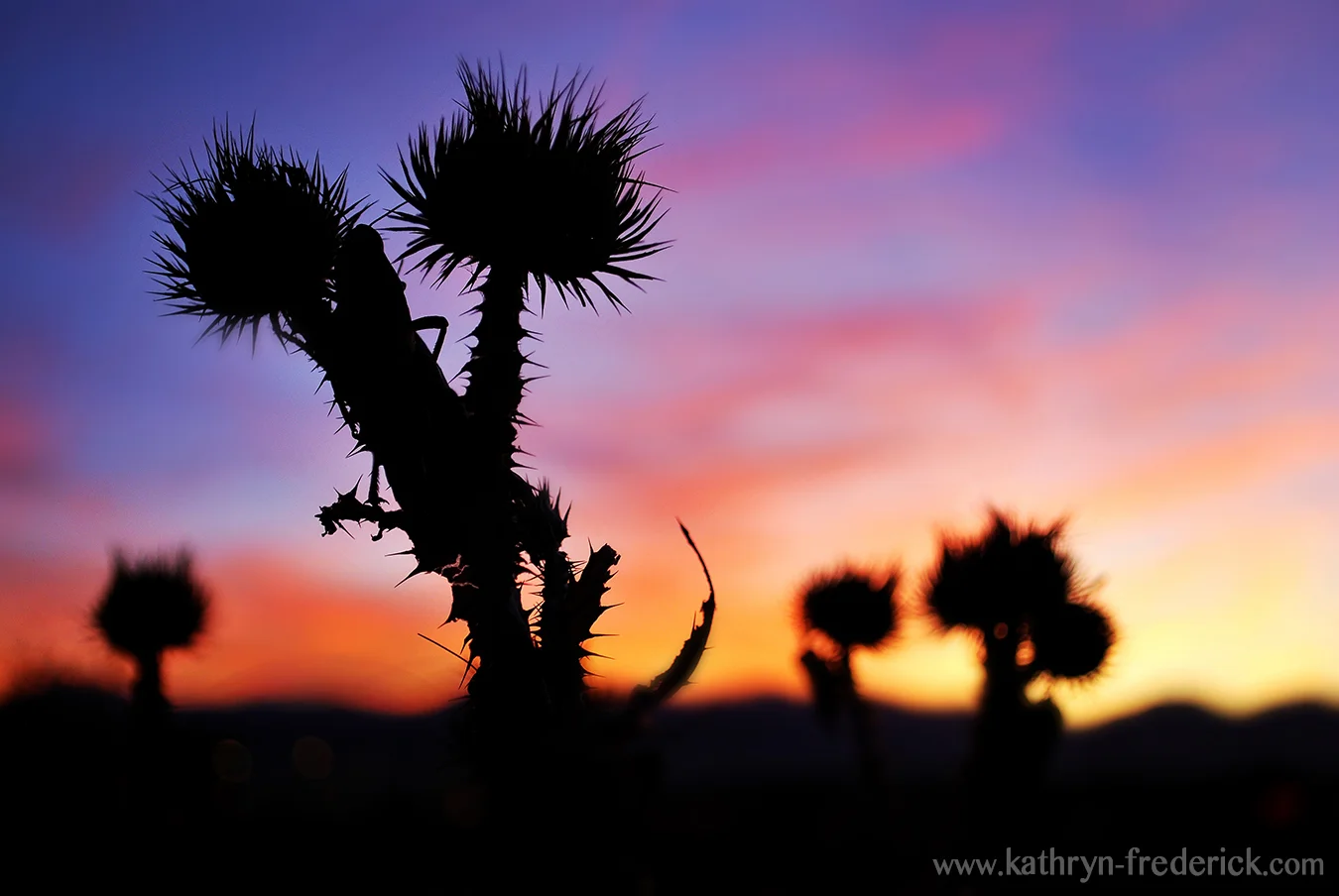 grasshopper silhouette
