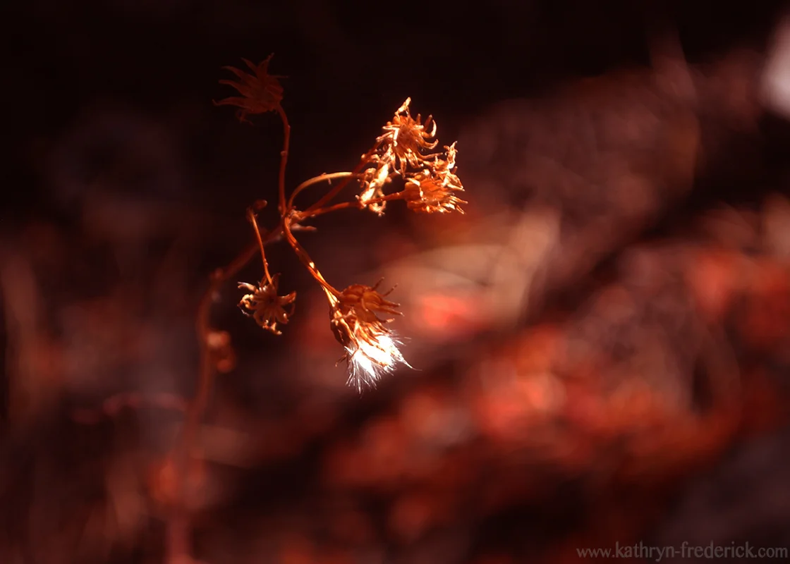 'the last of its kind'